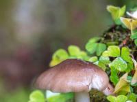 Kleiner hellbrauner Pilz umgeben von Kleeblätter